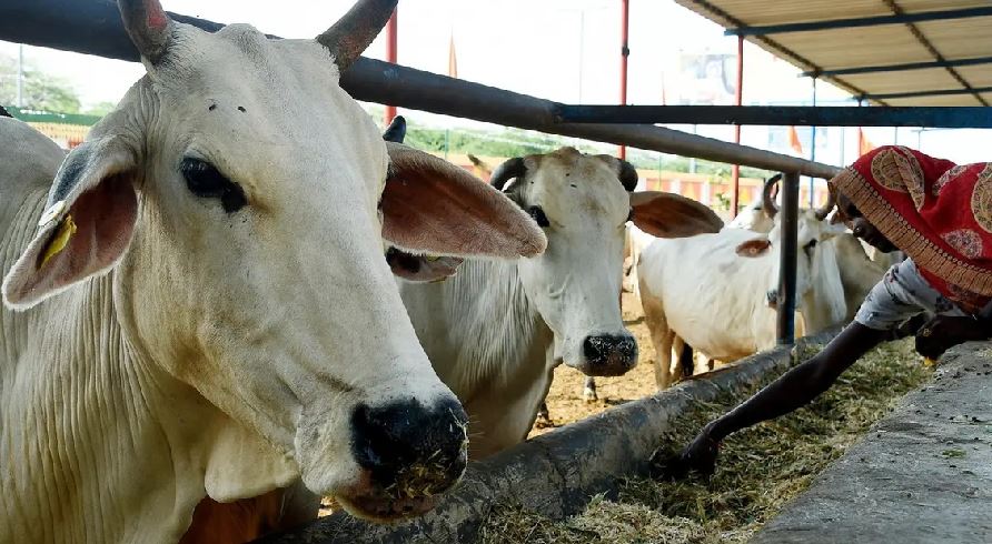 50 से ज्यादा गायों को किया जिंदा दफन, UP के इस जिले में अधिकारी निलंबित