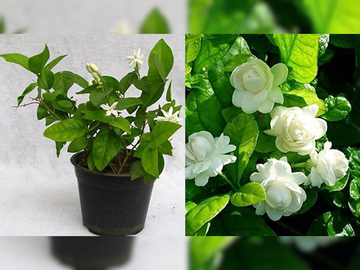 Grow mogra plant easily at home, just take special care of these ...