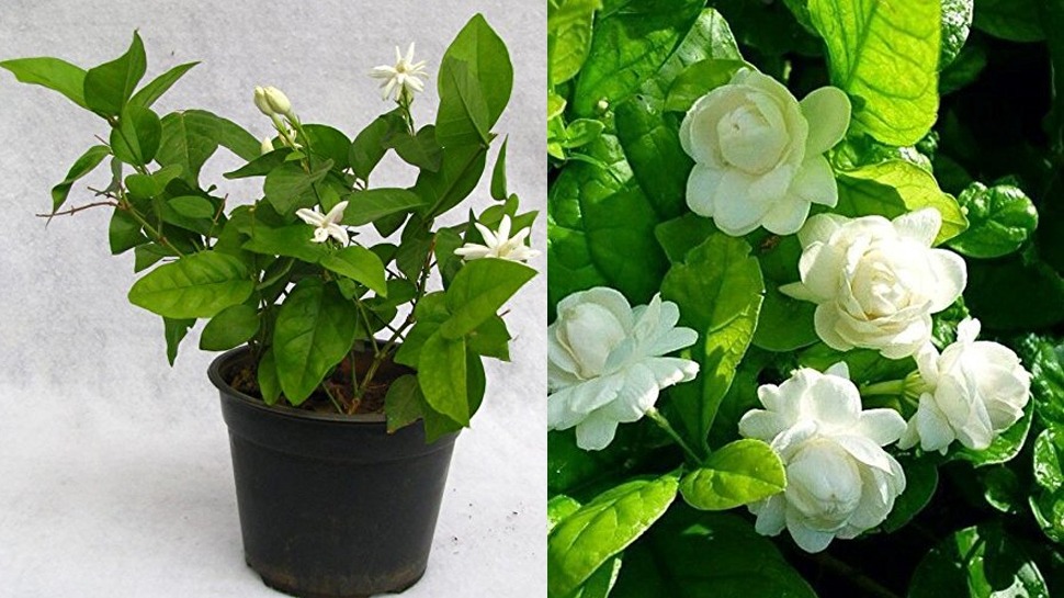 Grow mogra plant easily at home, just take special care of these ...