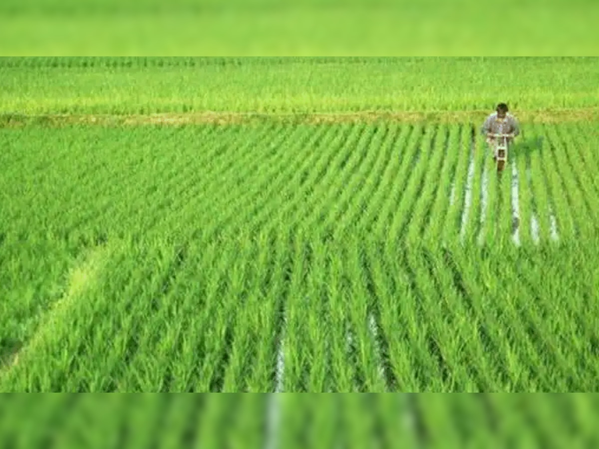 प्रतीकात्मक तस्वीर 