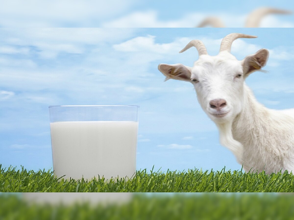 Goat Milk benefits for skin : सांकेतिक तस्वीर