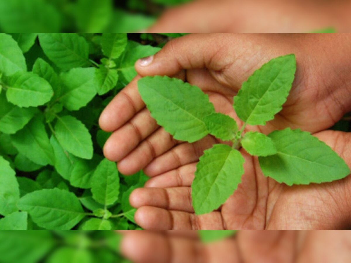 (Amazing benefits of Tulsi)