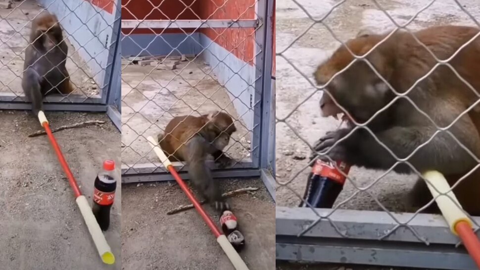 monkey-jugaad-for-took-out-cold-drink-bottle-from-inside-the-door