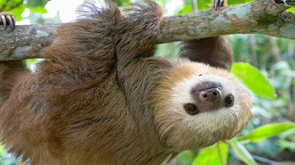 Most Lazy Animal in World: Sloth hang upside down due to laziness it takes  months to digest a leaf | आलस की वजह से पूरी जिंदगी उल्टा लटका रहता है ये  जानवर,
