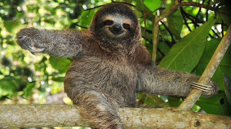 Most Lazy Animal in World: Sloth hang upside down due to laziness it takes  months to digest a leaf | आलस की वजह से पूरी जिंदगी उल्टा लटका रहता है ये  जानवर,