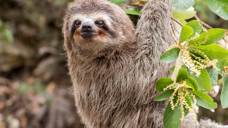 Most Lazy Animal in World: Sloth hang upside down due to laziness it takes months to digest a leaf | आलस की वजह से पूरी जिंदगी उल्टा लटका रहता है ये जानवर, Most Lazy Animal in World: Sloth hang upside down due to laziness it takes months to digest a leaf | आलस की वजह से पूरी जिंदगी उल्टा लटका रहता है ये जानवर,