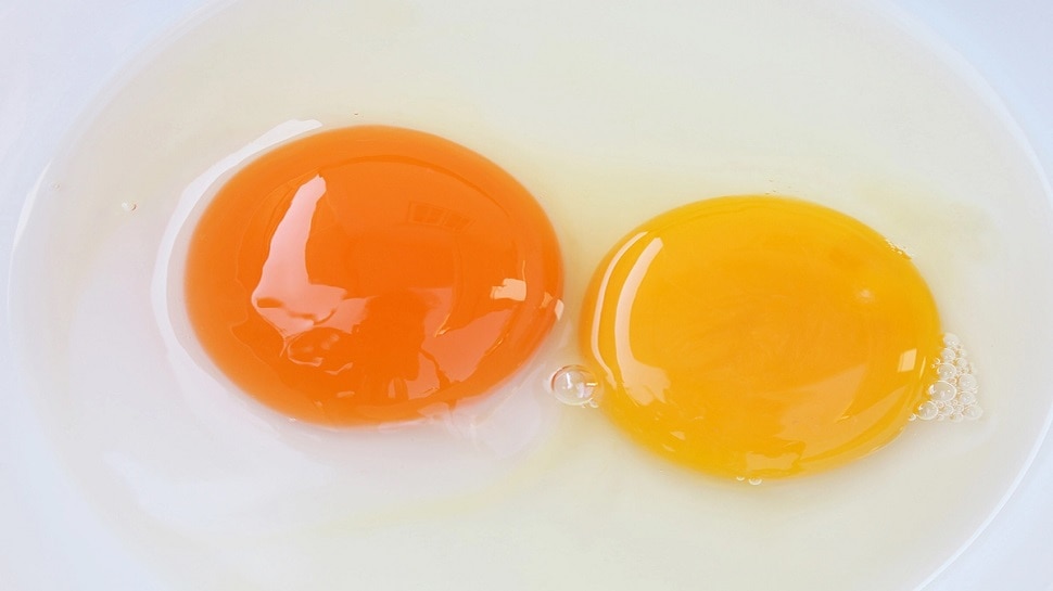 अंडे के रंग से जानें कि उसमें Protein कम है या ज्यादा? वरना शरीर रह जाएगा कमजोर