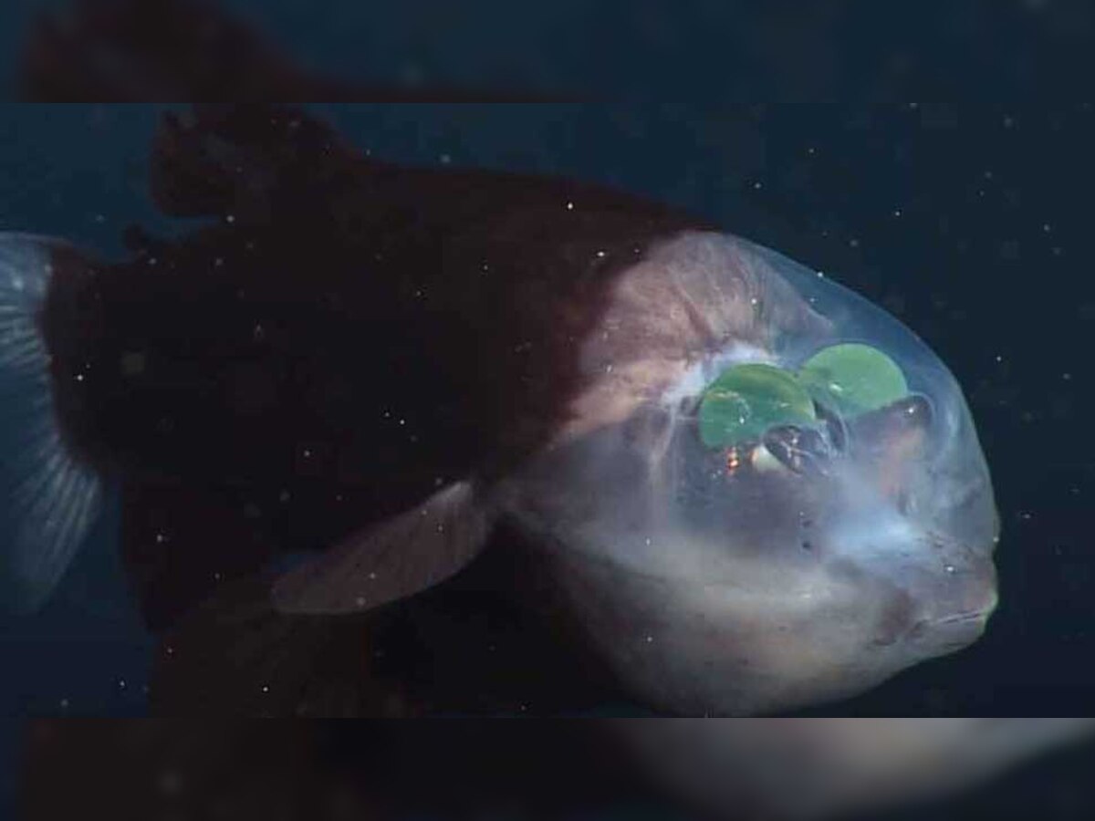 Barreleye Fish: माथे से देखती है ये दुर्लभ मछली, अजीबोगरीब आंखें देख वैज्ञानिक भी रह गए दंग