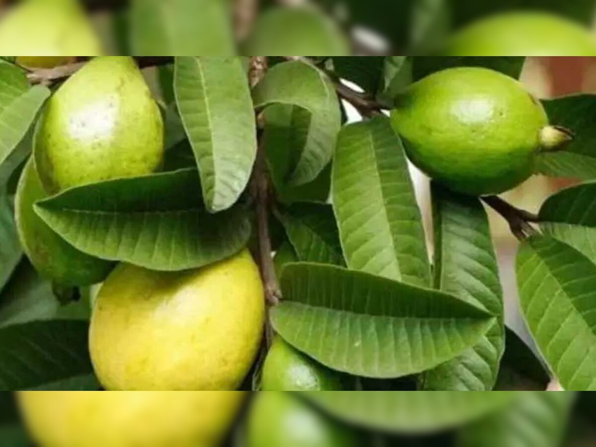 Benefits of Guava Leaves: सुबह खाली पेट खाएं अमरूद के पत्ते, मिलेंगे ये 5 गजब के फायदे
