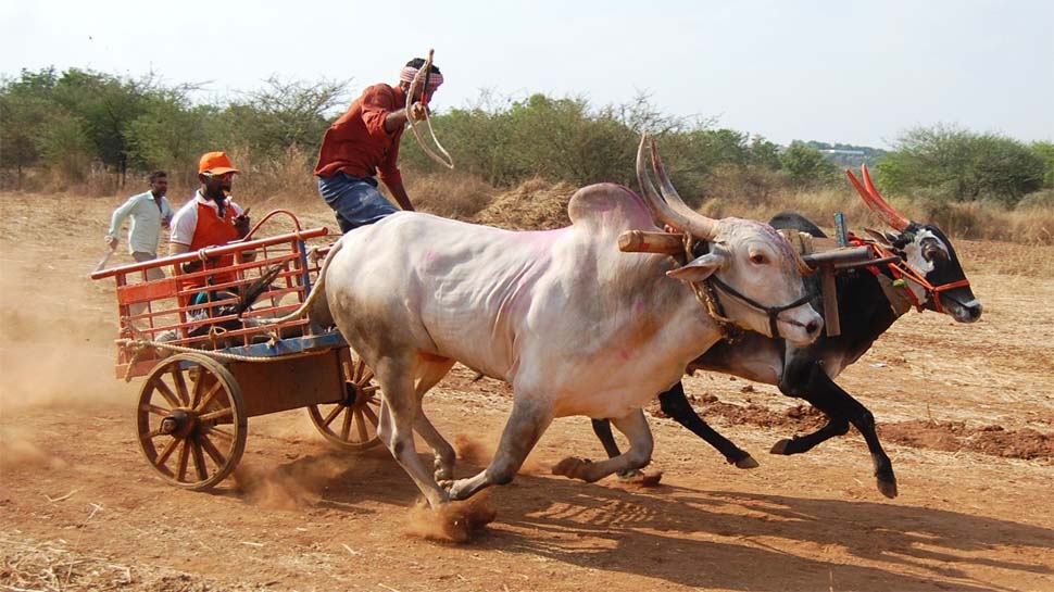 Supreme court allows bullock cart race in Maharashtra HTZS महाराष्ट्र