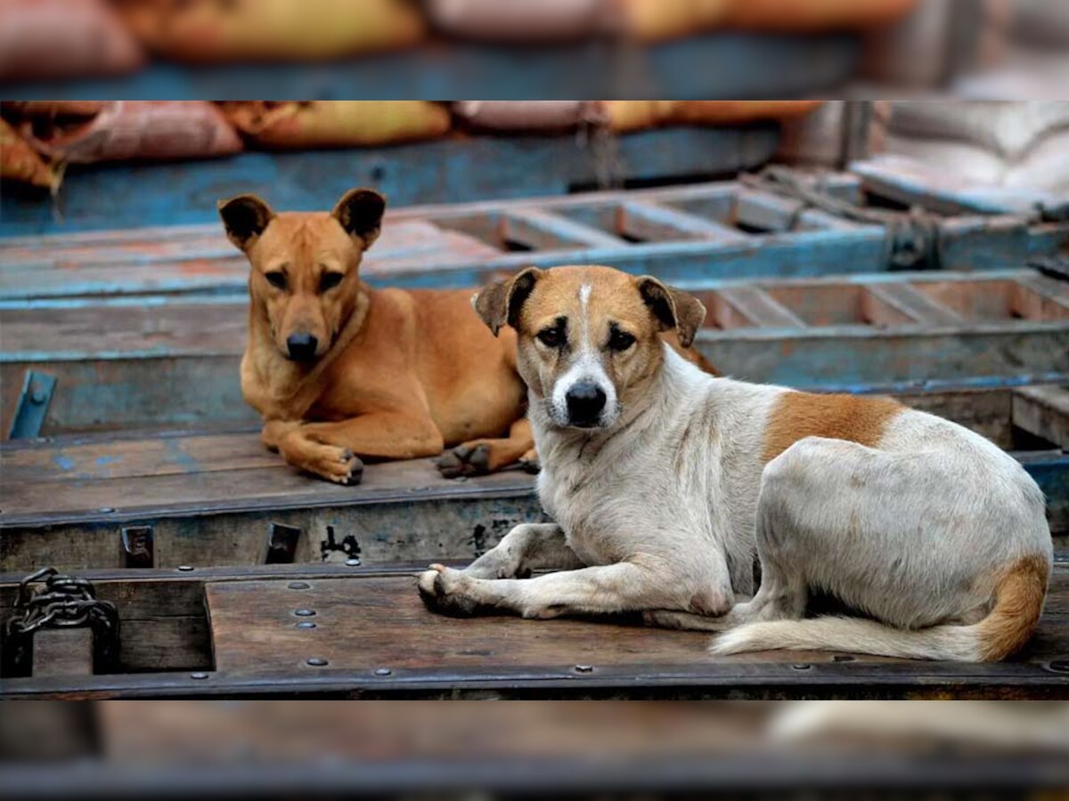 प्रतीकात्मक फोटो