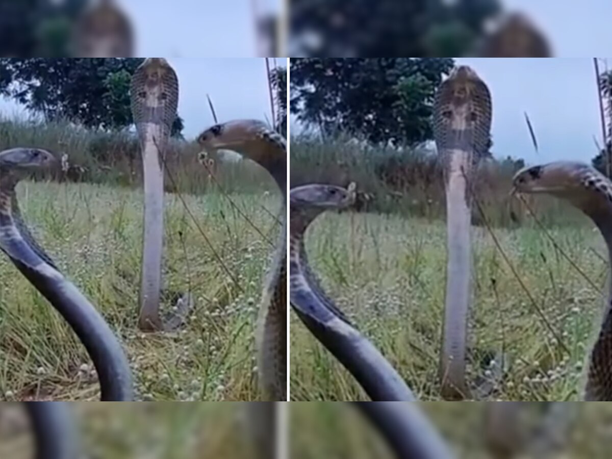 Viral Video: जब 3 खूंखार कोबरा आमने-सामने हों तो क्‍या होता है, खुद ही देख लीजिए!