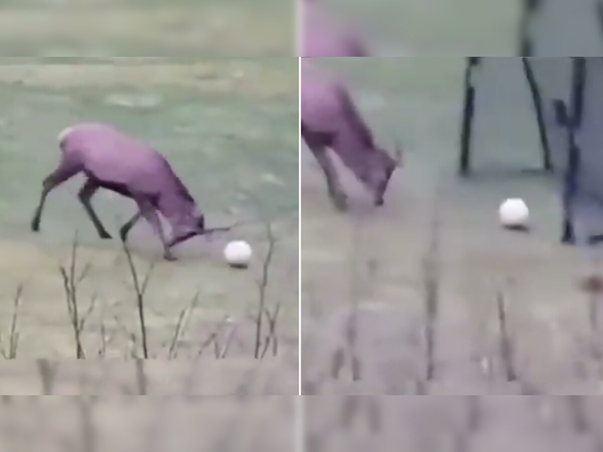 फुटबॉल खेल रहे हिरण ने मारा ऐसा शानदार गोल, फिर यूं मनाया जश्न; देखें चौंकाने वाला Video