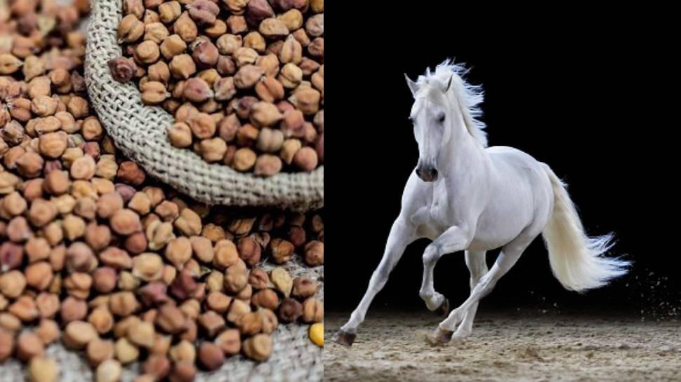 how-to-eat-chana-to-get-power-and-stamina-like-horse-in-15-days-know