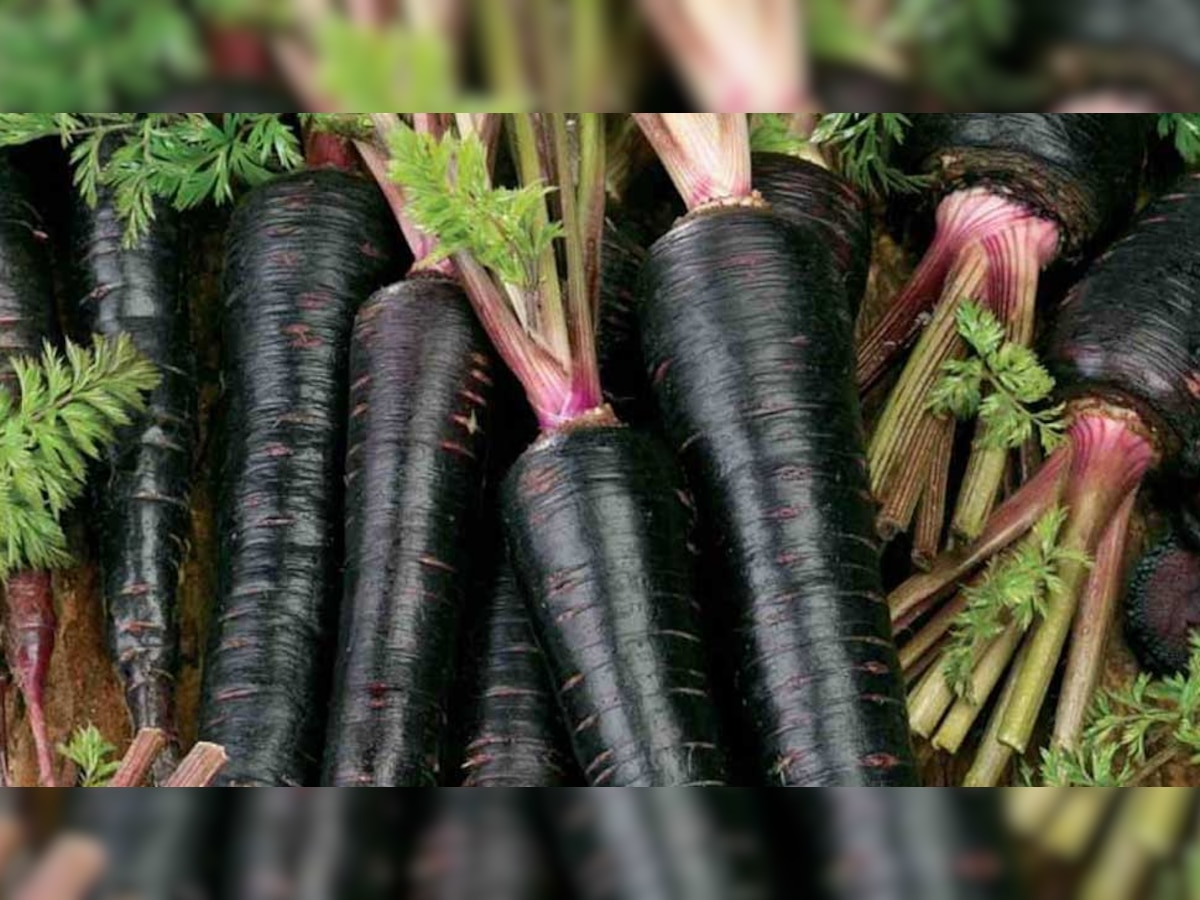 Benefits of Black Carrot: काली गाजर को कमजोर न समझें, लाल वाली को इस मामले में देती है मात