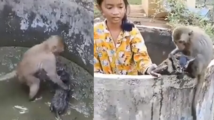 Monkey rescue a cat who fell in the well, heart touching VIDEO went ...