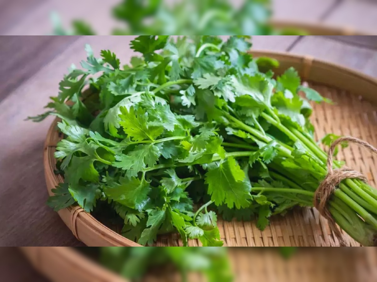 Coriander Leaves benefits