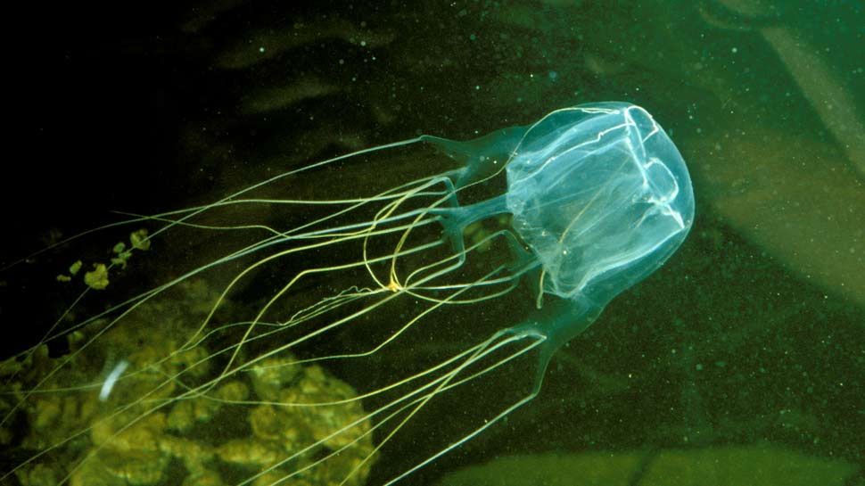 These are the 5 most poisonous creatures of the world who kills a ...