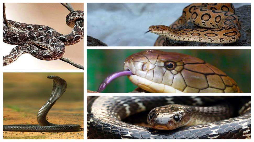 Most Dangerous Venomous Snakes Of India A Person Dies In A Moment As ...