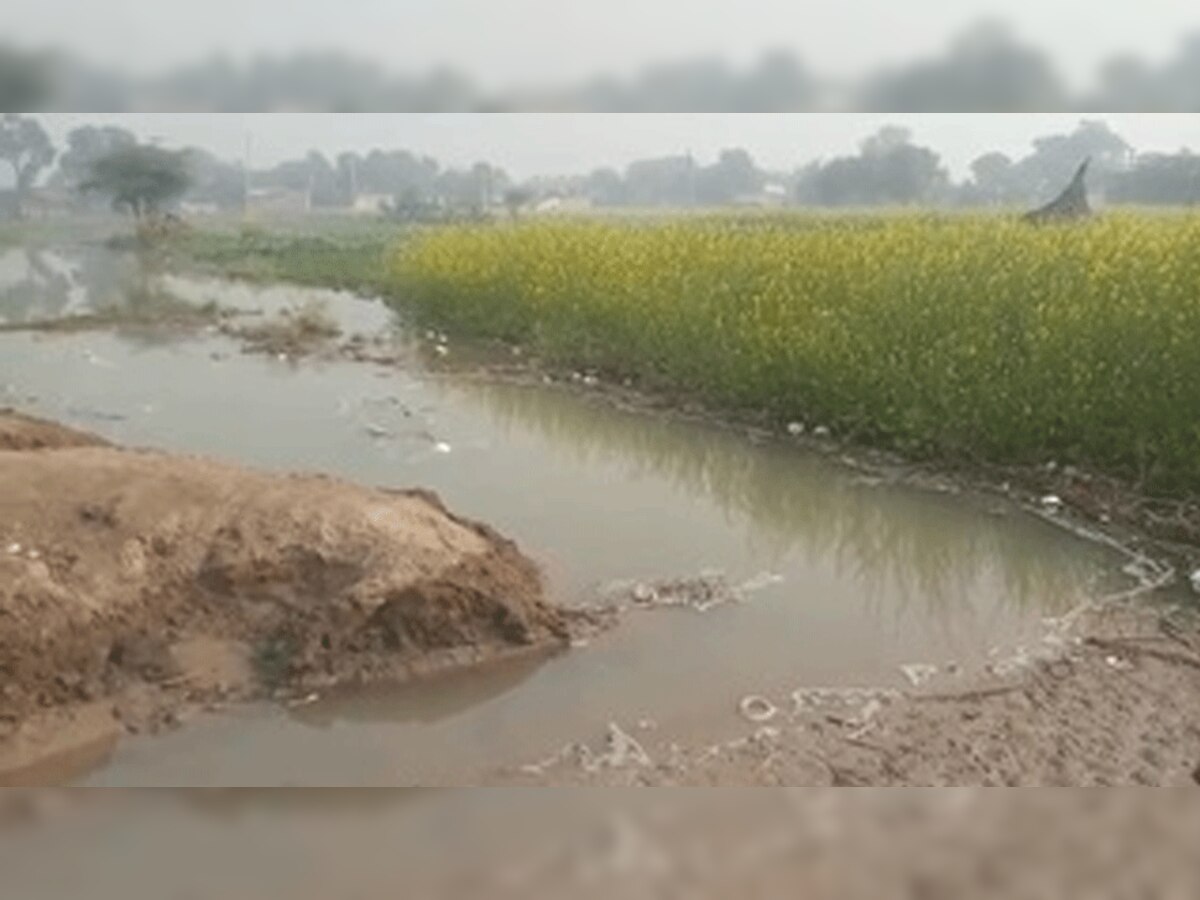 सरसों और गेहूं की फसल जलमग्न हो गई.