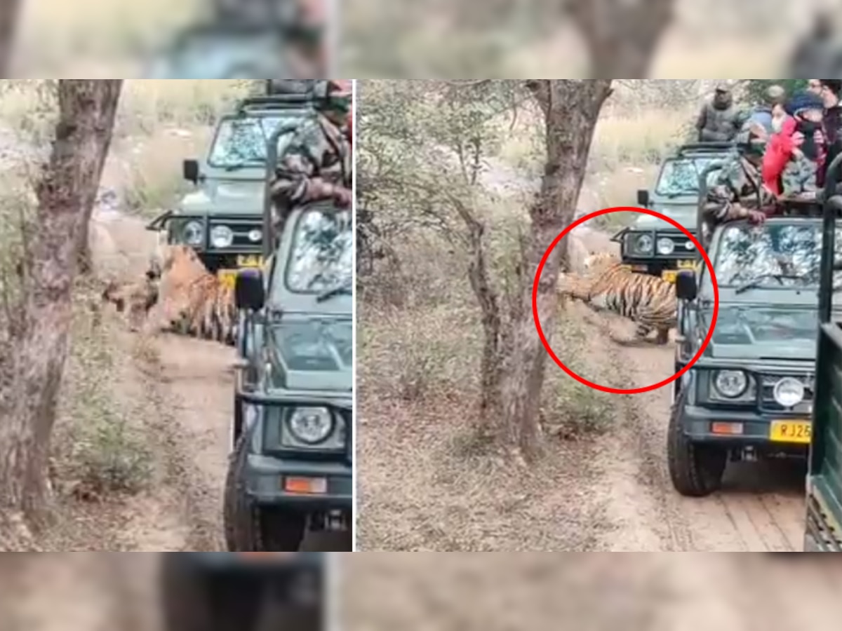 लोगों ने जंगल सफारी के वक्त LIVE देखा बाघ का शिकार, झपट्टा मार ऐसे मिटाई भूख- देखें Shocking Video