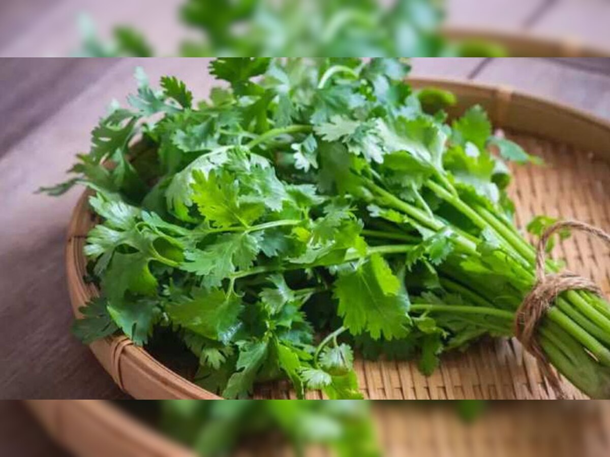 Hare Dhaniya Ke Fayde, Coriander Leave Benefits सर्दियों में रोज खाएं
