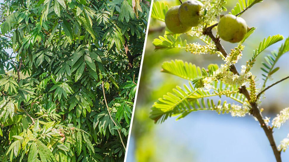 new year 2022 vastu tips benefits of Amla and Ashoka plant घर में