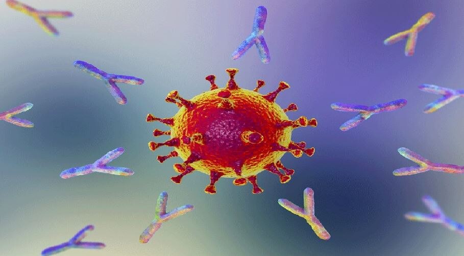 अब कोविड एंटीबॉडी ही बनी बड़ा खतरा, खराब कर सकती है शरीर के कई अंग