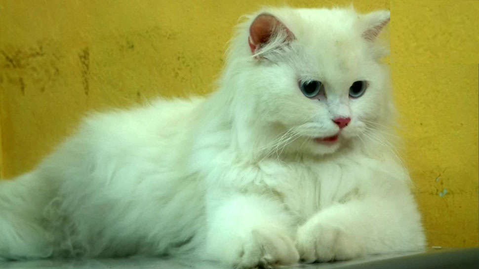 Pet parent in Coimbatore performed a baby shower ritual for her cats in ...