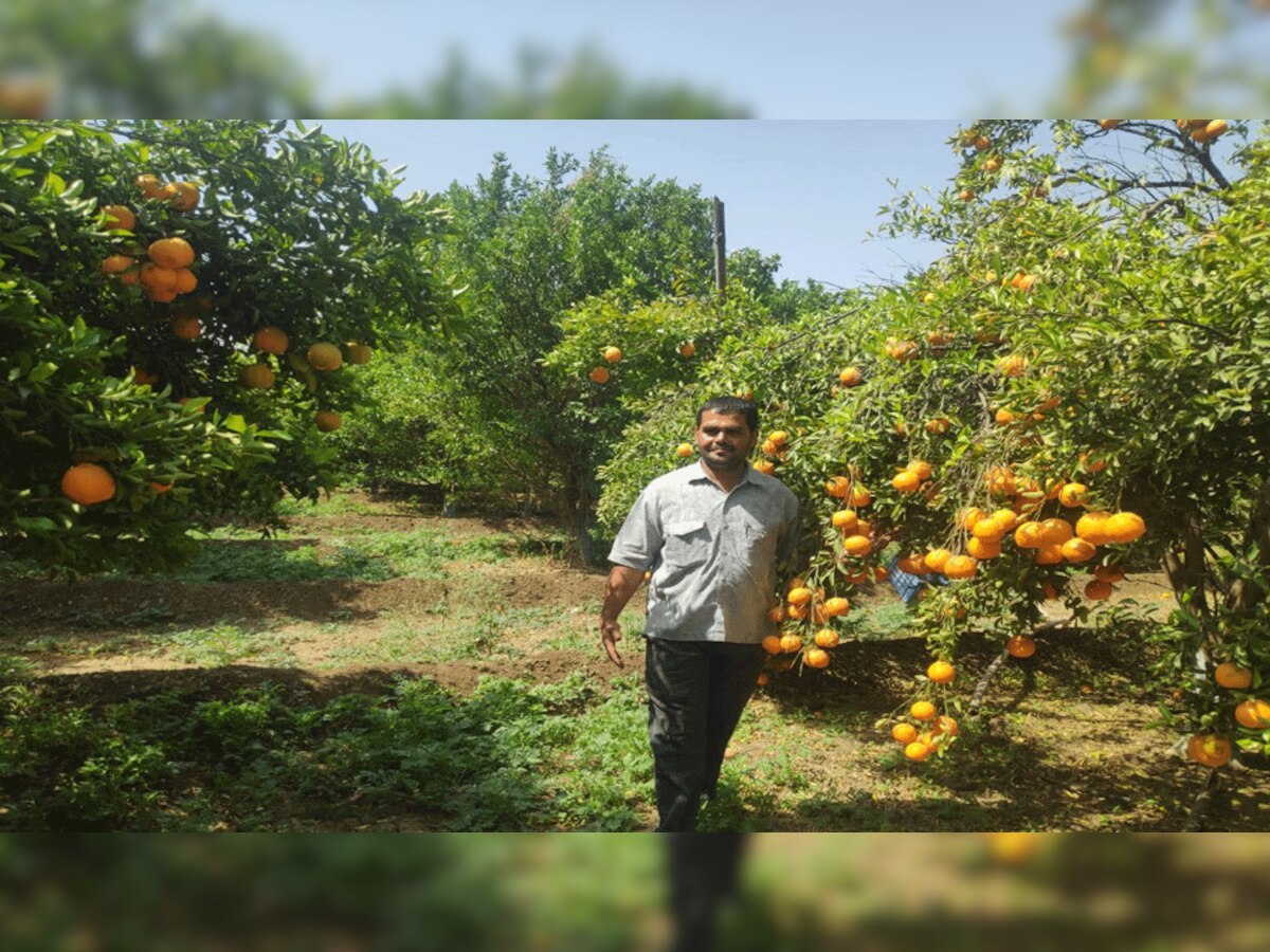मांडलगढ़ में नारंगी की बंपर पैदावार हो रही है 