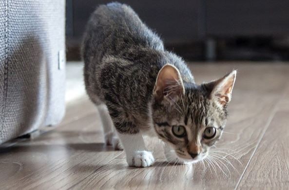 बिल्ली को लेकर हुई पड़ोसियों में हुई लड़ाई, 8 लोग अस्पताल में भर्ती