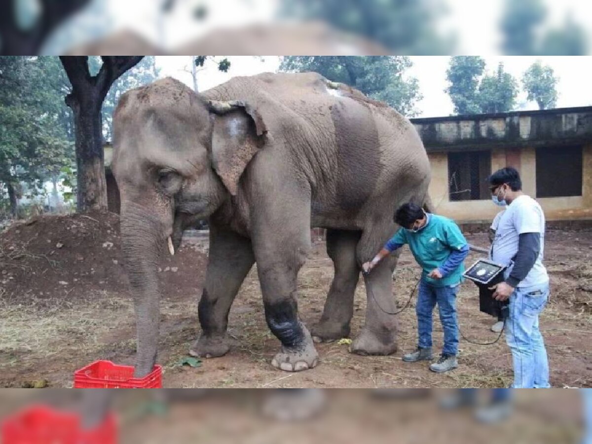 अब 'लक्ष्मी' का मथुरा में होगा इलाज, सड़कों पर मांग रही थी भीख