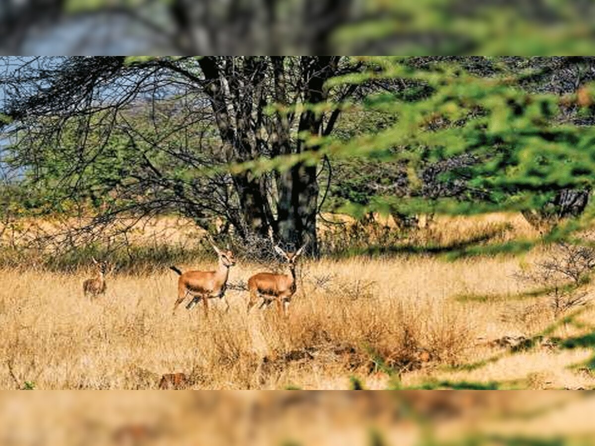 प्रतीकात्मक तस्वीर 