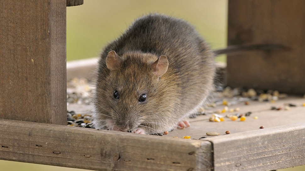 If rats suddenly start growing in house then be careful they give these