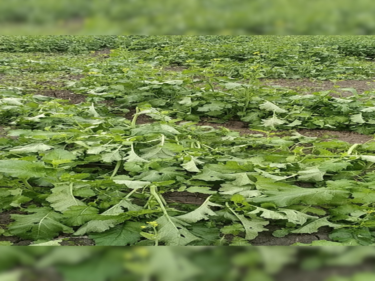 ओलावृष्टि से सरसों की फसल की फसल को हुआ नुकसान