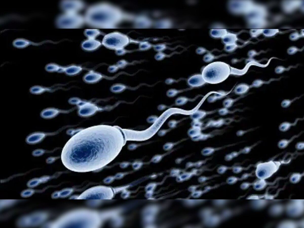 Sperm count increases by eating clove sexual problems will go away