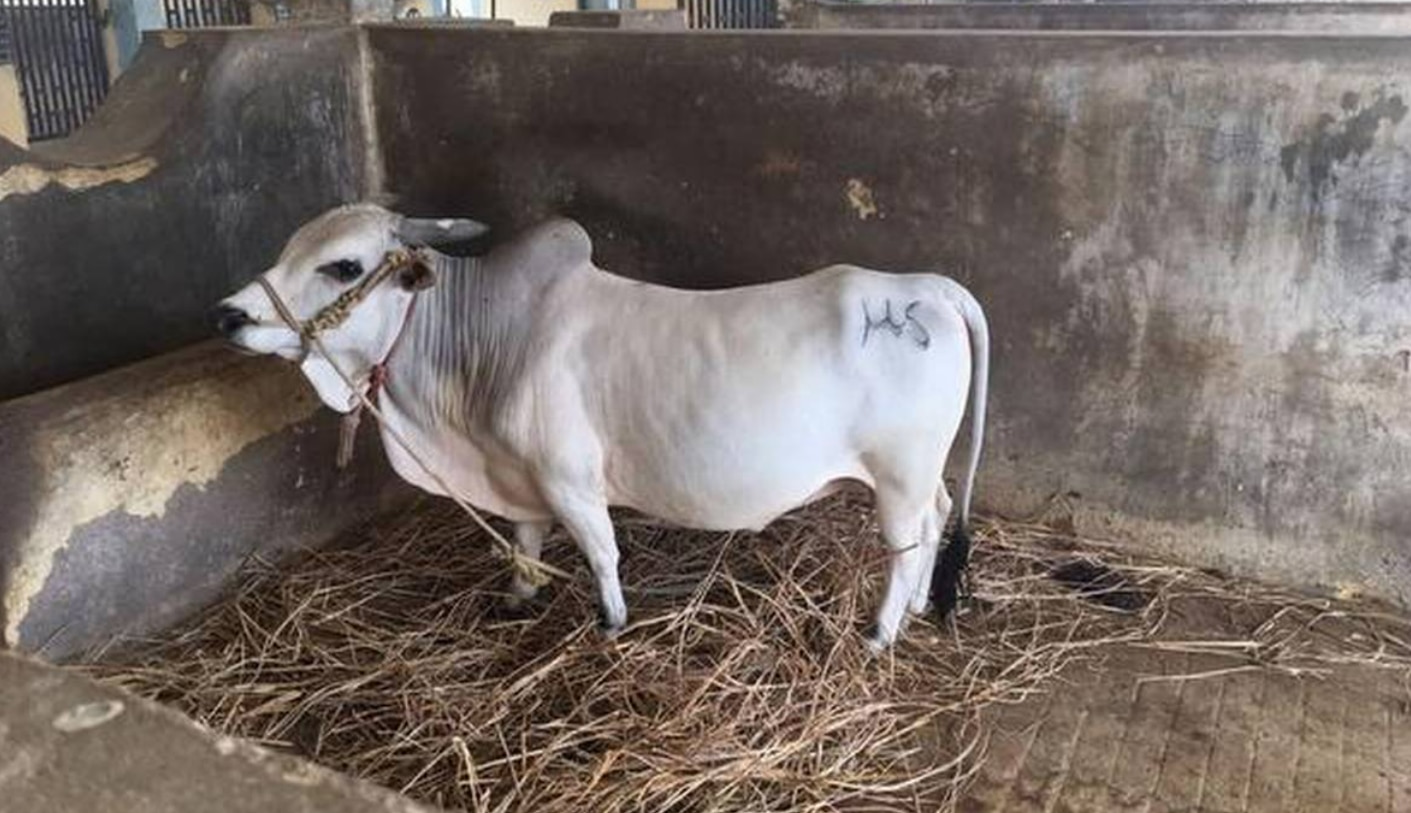 पुंगनूर नस्ल की गाय क्यों है इतनी खास? महाराष्ट्र में IVF बछड़े का जन्म