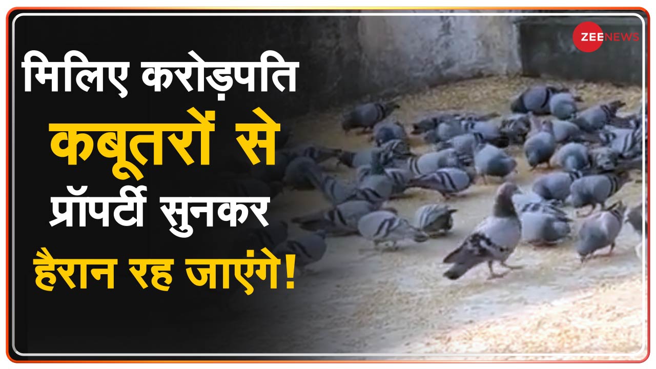 Crorepati Kabootar Crorepati Kabootar lives in Rajasthan, the name is