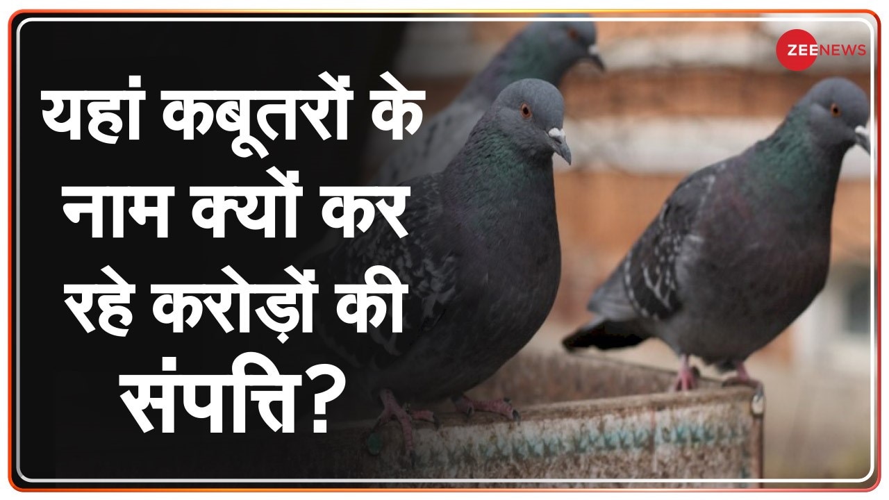 Pigeon Hindi Stock Illustrations – 32 Pigeon Hindi Stock Illustrations,  Vectors & Clipart - Dreamstime