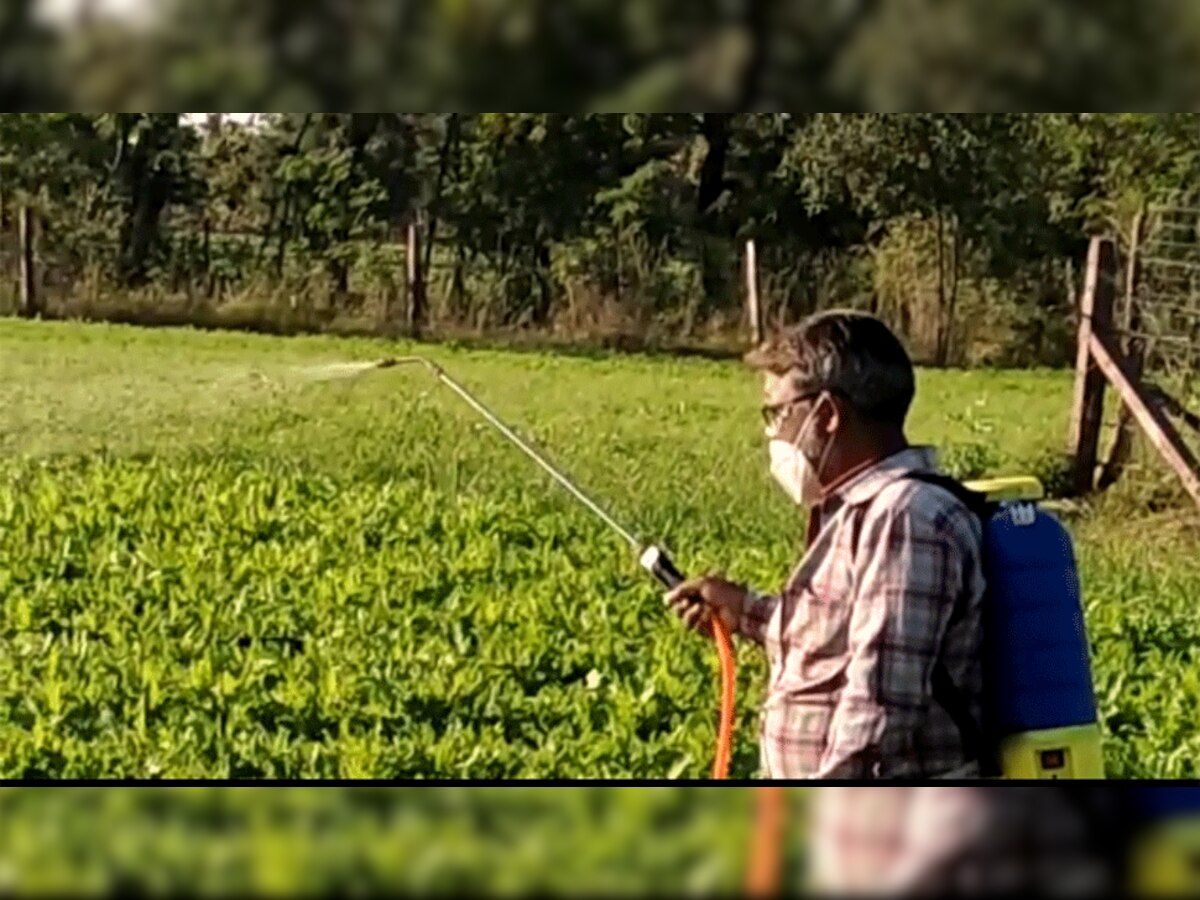 किसान हर तरह के जतन कर अफीम की फसल को बचाने में लगा हुआ है. 