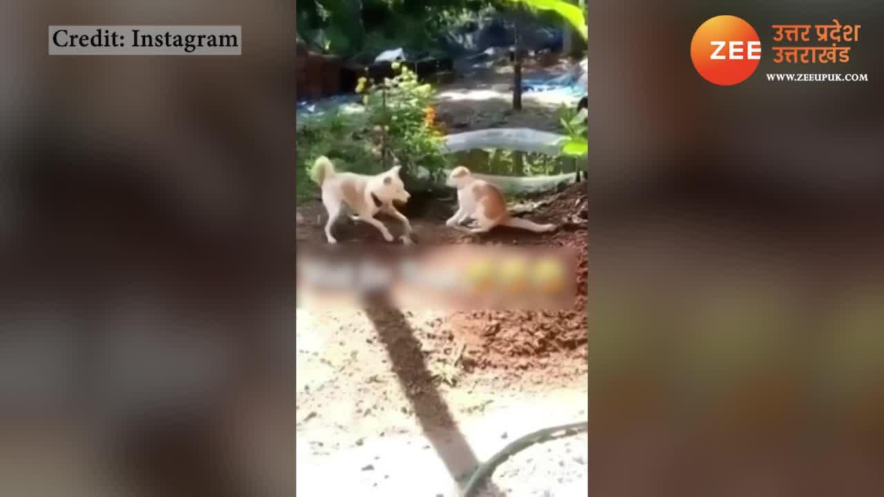 funny fight video of dog and cat watch how dog kick cat video trending