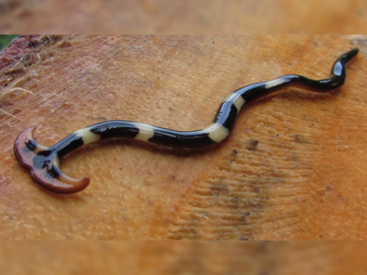 Hammerhead Worm turns its prey into a liquid and then drinks it