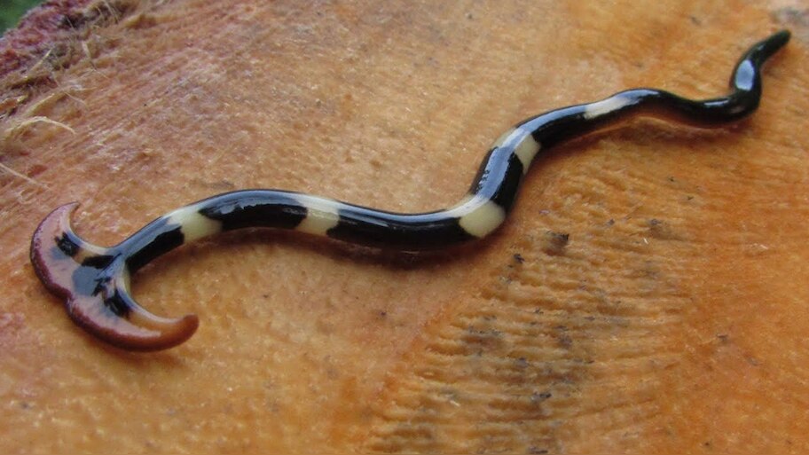 Hammerhead Worm turns its prey into a liquid and then drinks it ...