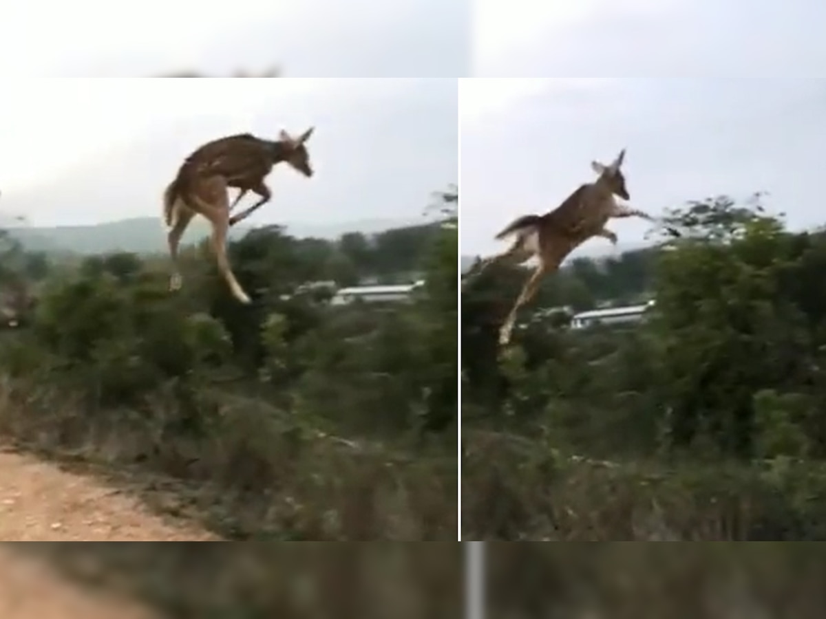 हवा में उड़ता हुआ दिखाई दिया ये हिरण, वीडियो देखकर भरोसा कर पाना मुश्किल