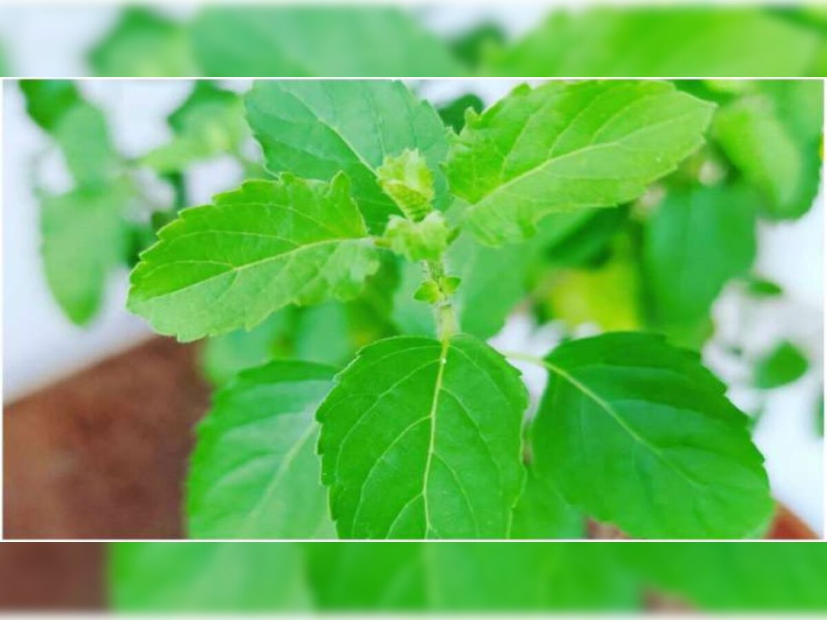 business idea Start Basil Farming by investing 15 k rupees You get 3