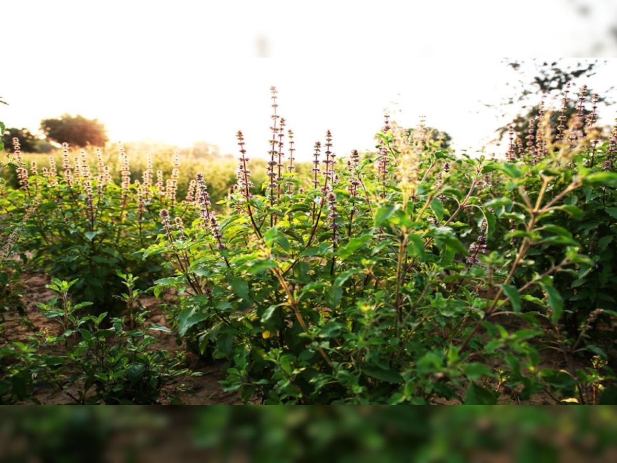 business idea Start Basil Farming by investing 15 k rupees You get 3