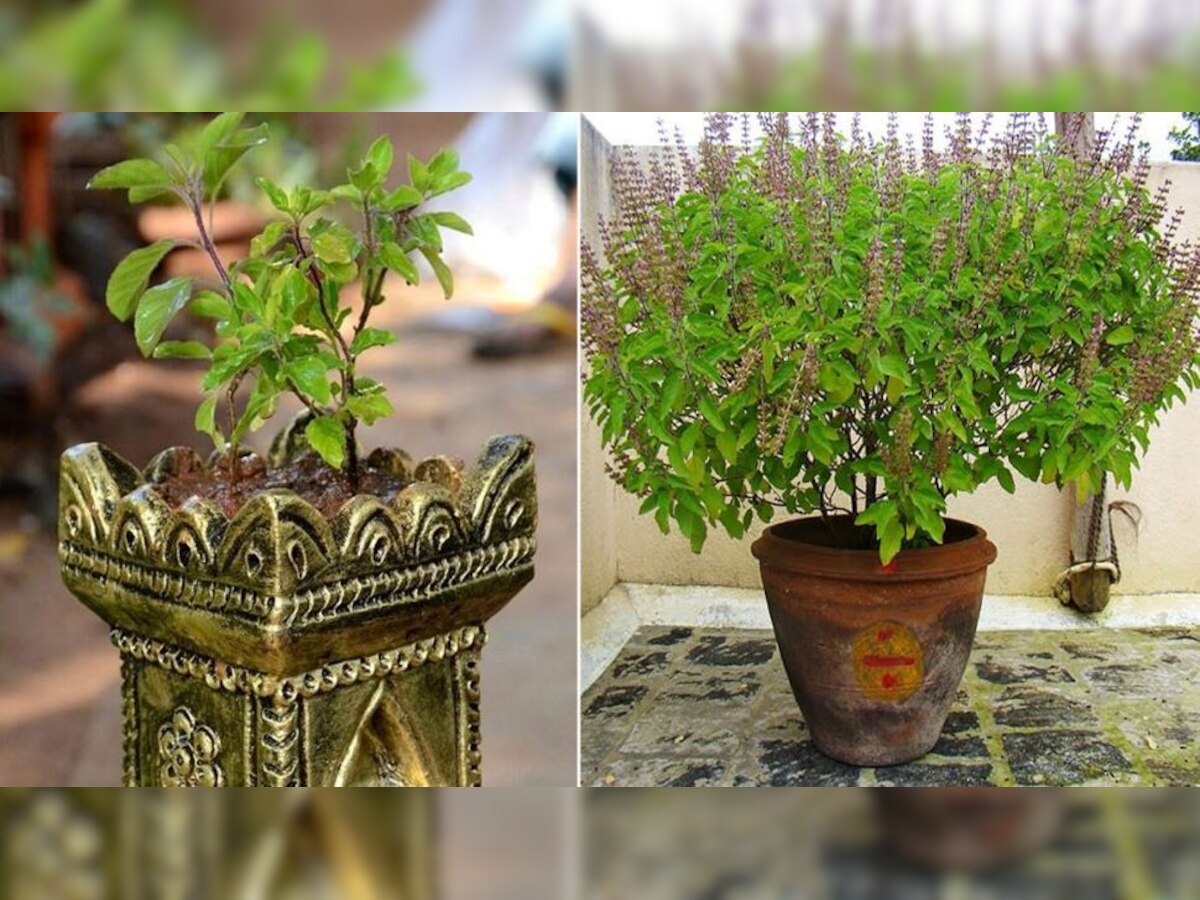 business idea Start Basil Farming by investing 15 k rupees You get 3