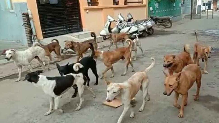 Attack of stray dogs in Ratlam death of 8 year old girl collector ...