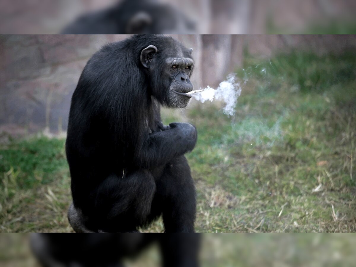 रोज 40 सिगरेट पीने वाली मादा चिंपैंजी