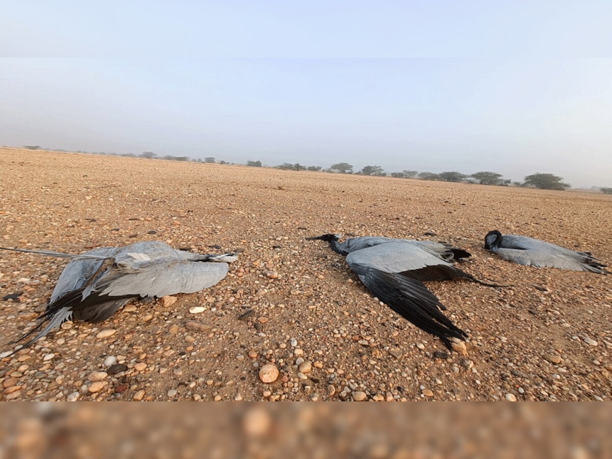 Jaisalmer: दर्जनों विदेशी मेहमान पक्षियों की मौत, वाइल्ड लाइफ एक्सपर्ट हैं हैरत में 